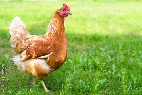 cute brown hen standing on green grass