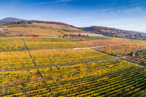 aerial view of vineyard © Csák István