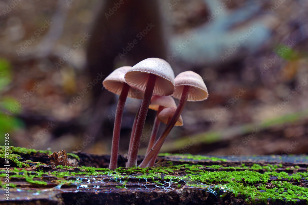 Fotografie mycena haematopus mushroom