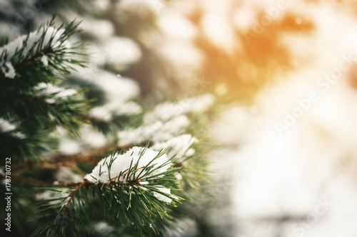 Christmas evergreen fir-tree branches with fresh natural snow. Winter frost background. Toned picture