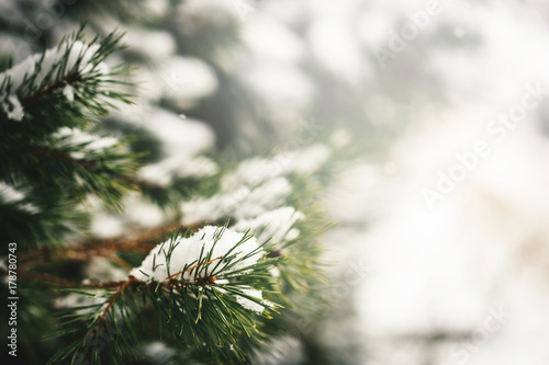 Christmas evergreen fir-tree branches with fresh natural snow. Winter frost background