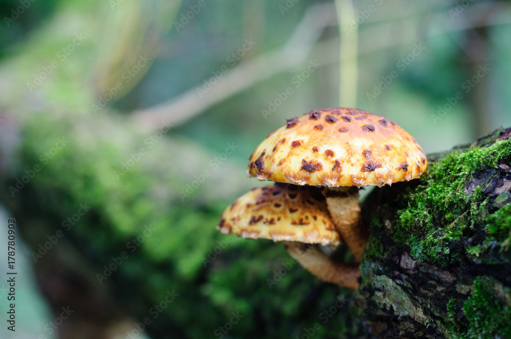 Yellow and brown spotted mushroom on a moss covered tree trunk Yellow and brown spotted mushroom on a moss covered tree trunk