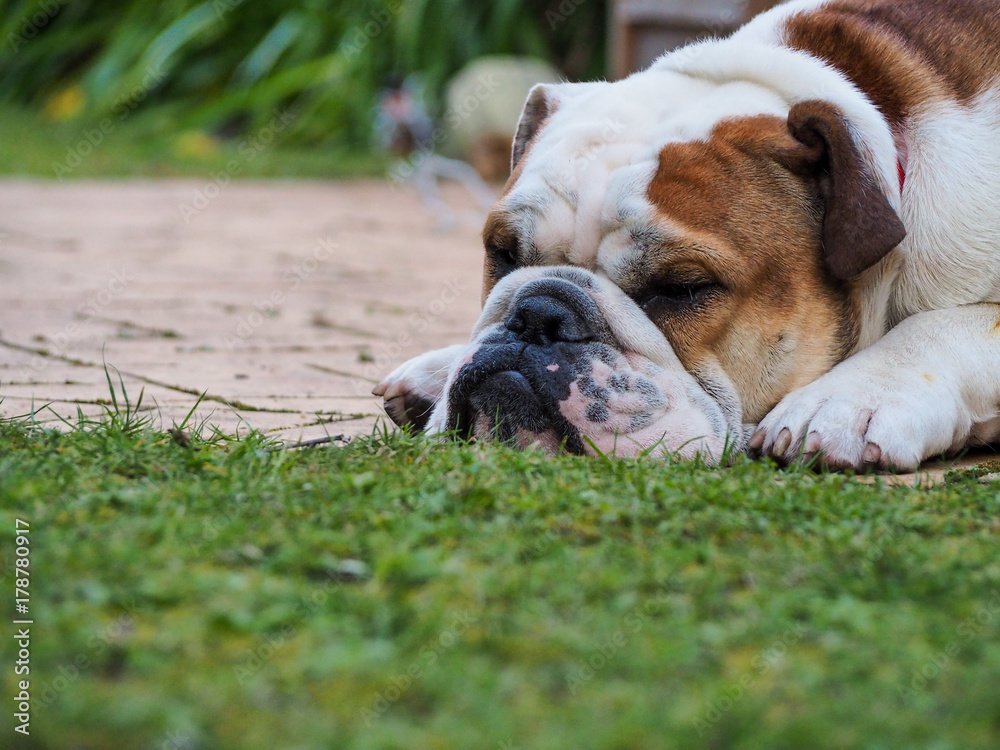 A British Bulldog having a nap in the backyard A British Bulldog having a nap in the backyard