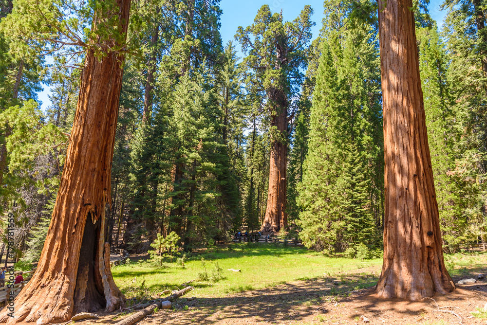 General Sherman Tree - the largest tree on Earth, Giant Sequoia Trees in Sequoia National Park, California, USA General Sherman Tree - the largest tree on Earth, Giant Sequoia Trees in Sequoia National Park, California, USA