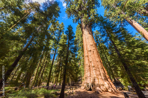 General Sherman Tree - the largest tree on Earth, Giant Sequoia Trees in Sequoia National Park, California, USA © Simon Dannhauer