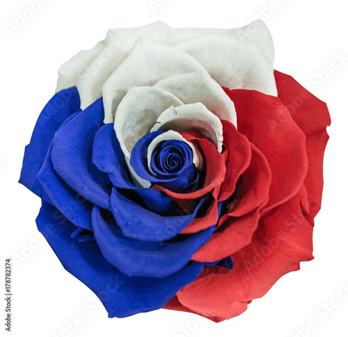 A beautiful, large rose with white, blue and red petals. Tricolor of Pan-Slavic countries and regions. White, isolated background