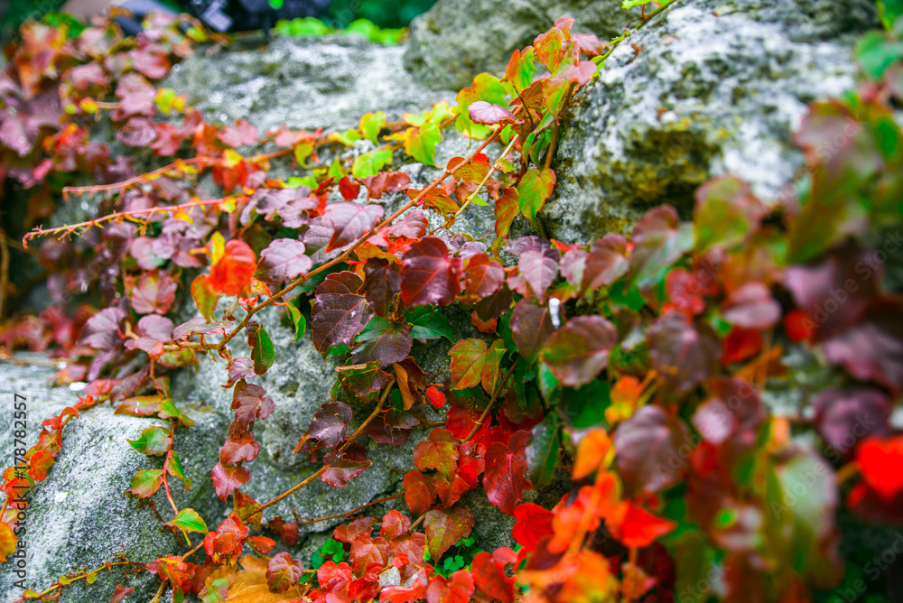 Fotografie Autumn ivy leafs on grey rocks