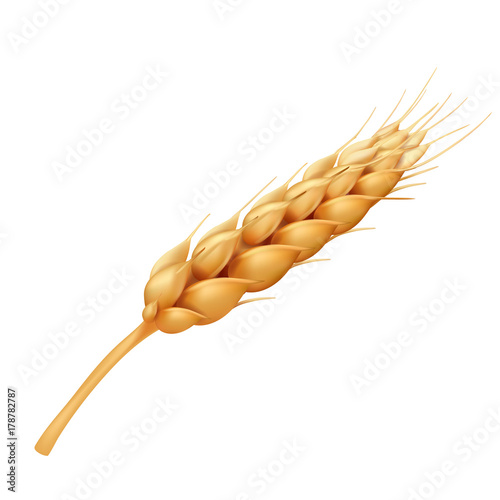 Wheat, cereals realistic vector illustration