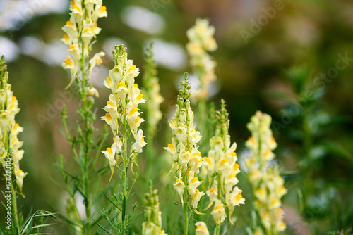 The flower of the toadflax ordinary