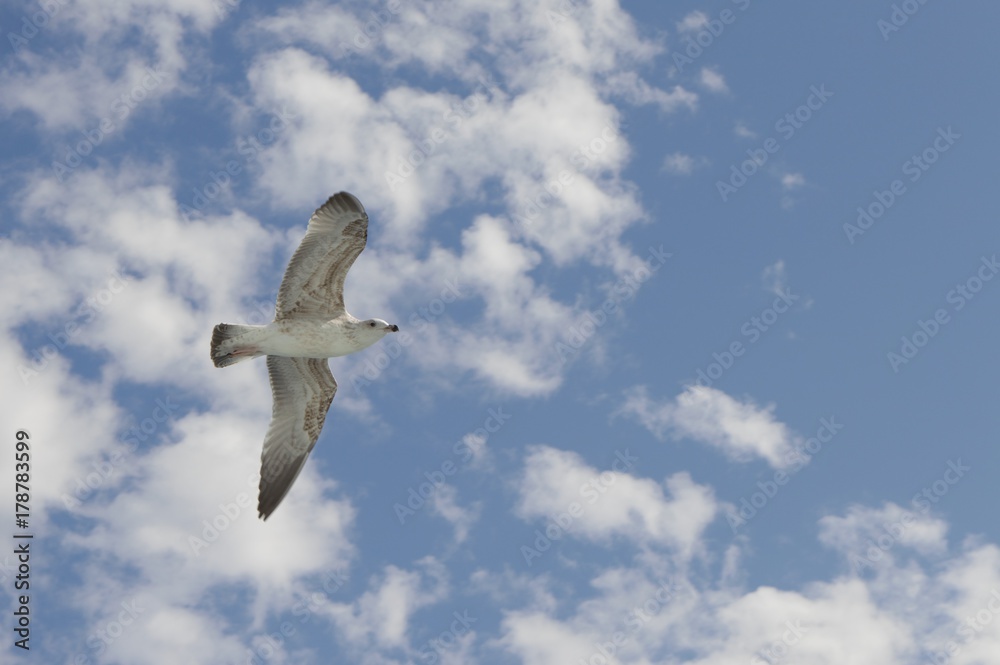 Obraz premium flying seagull above vessel 
