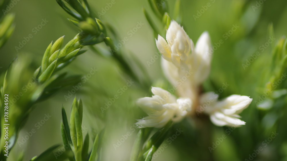 blooming spruce macro