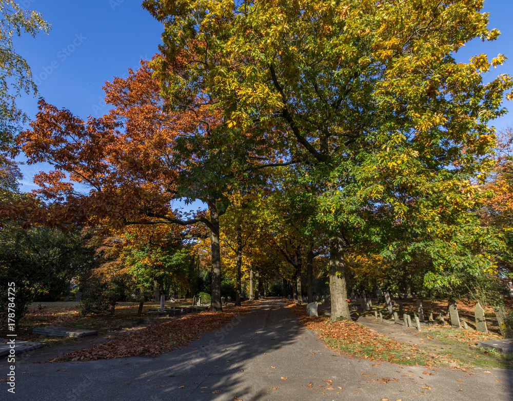 Obraz premium Spadek