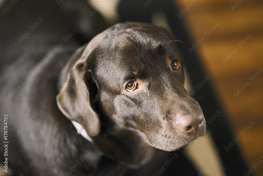 Chocolate Labrador. Lying on the carpet.