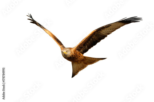 Awesome bird of prey in flight