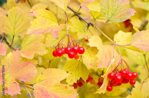 berries of red viburnum on branches with yellow leaves in autumn. nature background