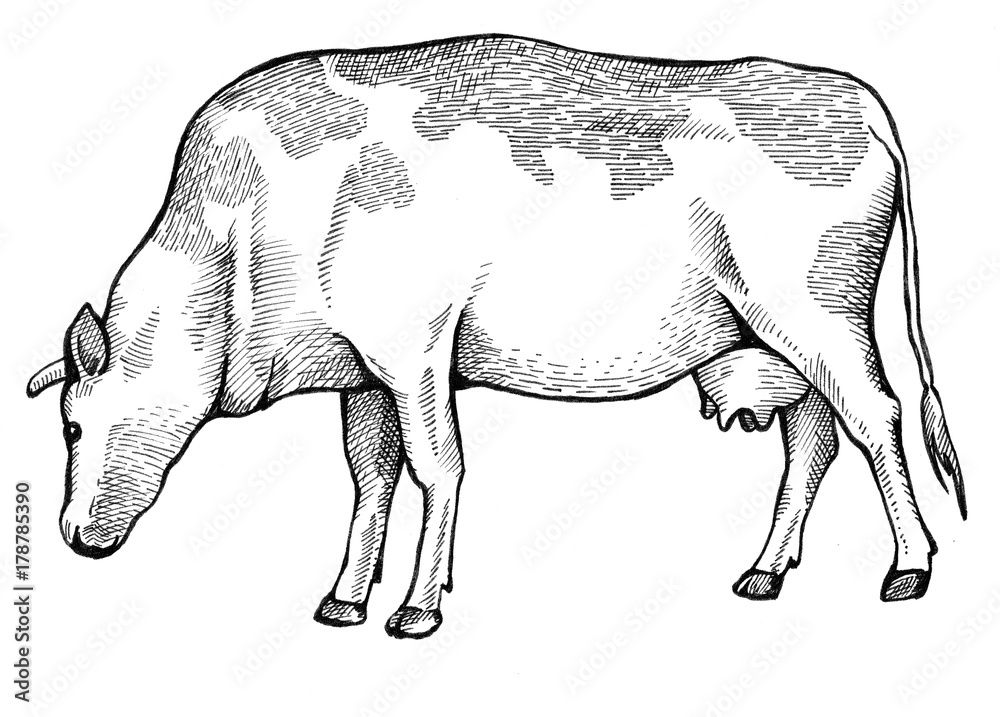 Cow is eating grass Cow is eating grass