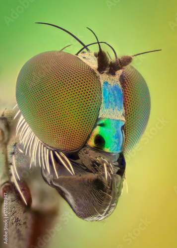 Extreme magnification - Long legged fly
