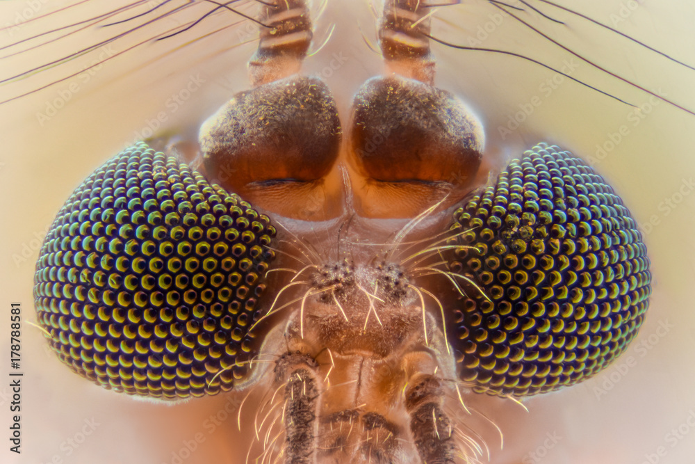 Mosquito head online