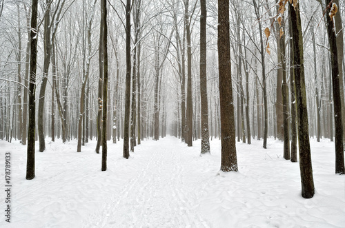 Winter trees covered with snow in the forest .