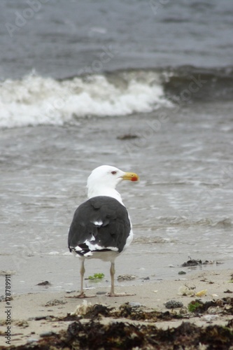 oiseau