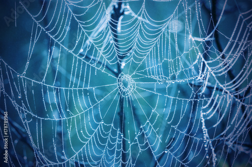 Spiderweb with drops of dew on a blue background