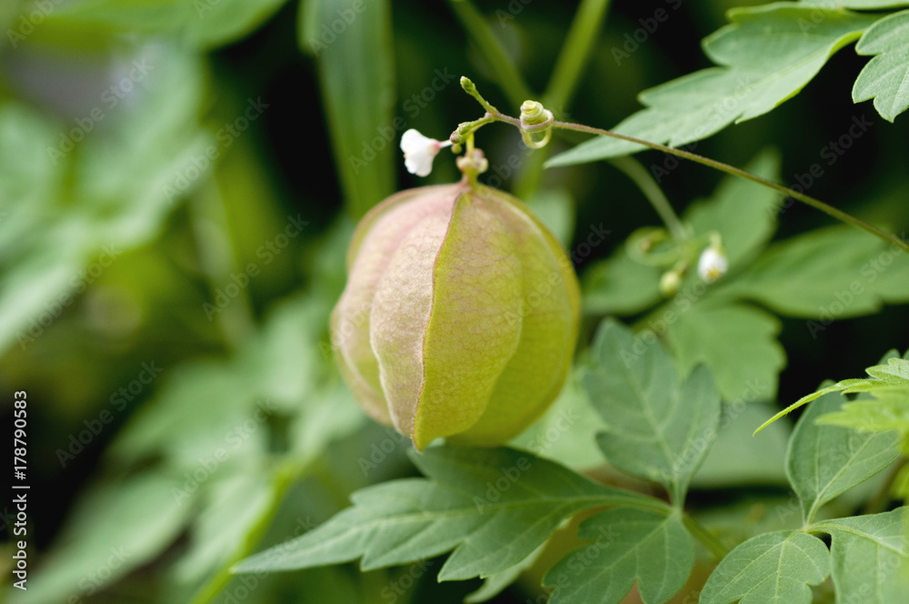 Obraz premium フウセンカズラ