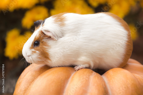 Funny guinea pig sitting on pumpkin with background of yellow flowers outdoors