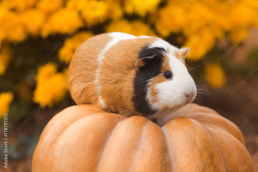 Funny guinea pig sitting on pumpkin with background of yellow flowers outdoors Stock Photo Adobe Stock