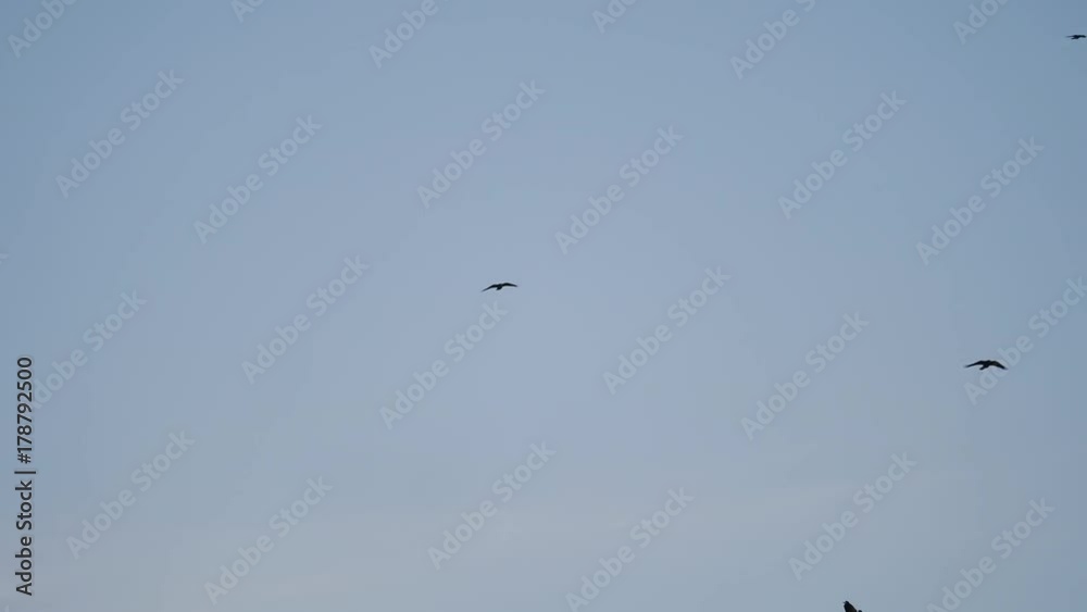 birds circling in the sky, a flock of crows. raven birds autumn birds circling in the sky, a flock of crows. raven birds autumn