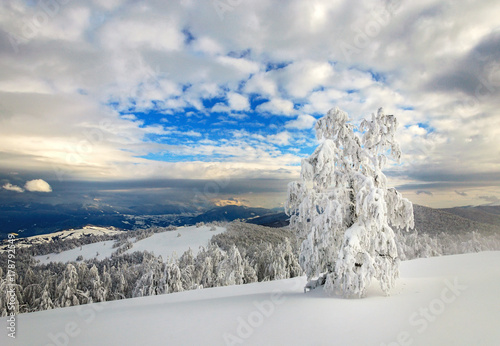 Winter landscape in mountains with fir trees