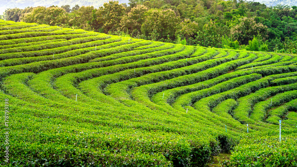 Green tea bud and leaves. Green tea plantations in morning. Nature background.
