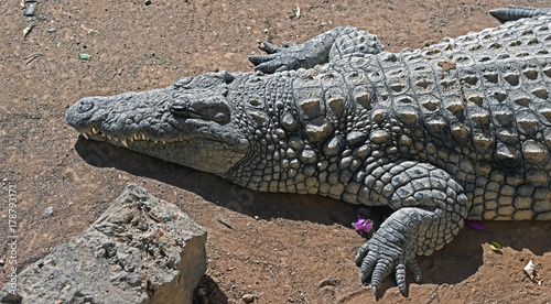 Nile crocodile. Latin name - Crocodylus niloticus 