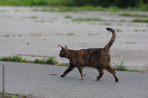Fototapeta Naklejka Na Ścianę i Meble -  Cat running on the street outdoor