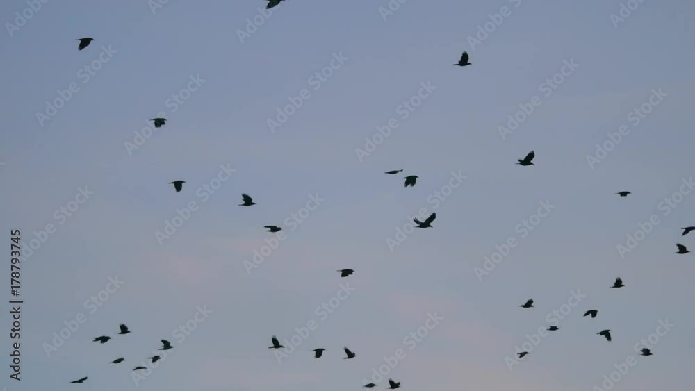 birds circling in the sky, a flock of crows. raven autumn birds birds circling in the sky, a flock of crows. raven autumn birds