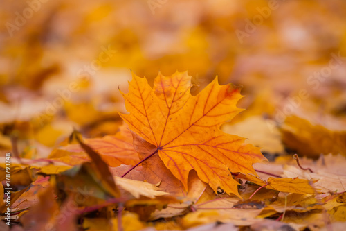 closeup red dry autumn leaves © Yuriy Kulik