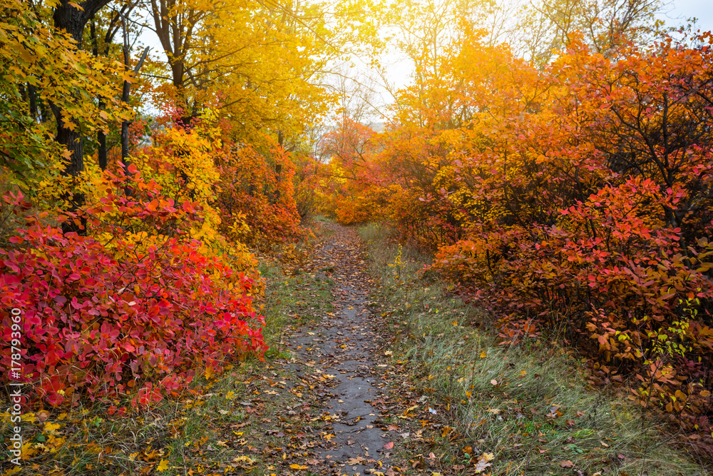 Obraz premium beautiful quiet autumn forest glade