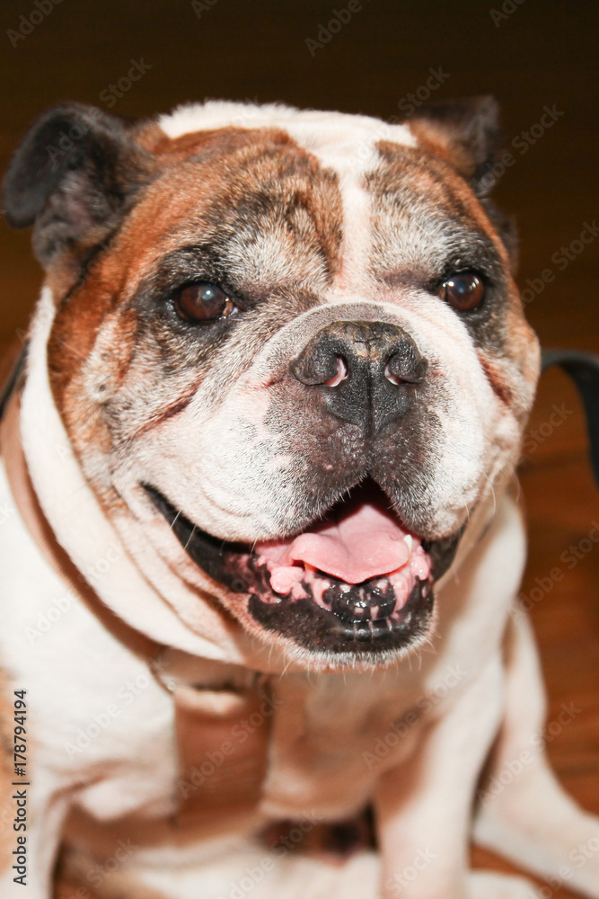 English Bulldog portrait sit on floor