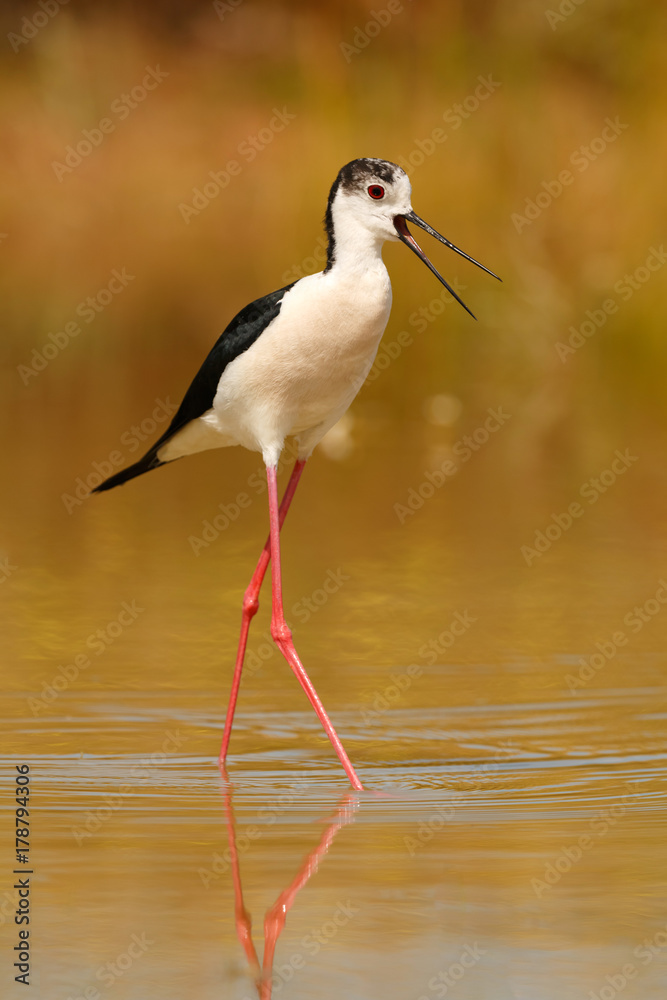 Stilt in a Spanish pond Stilt in a Spanish pond