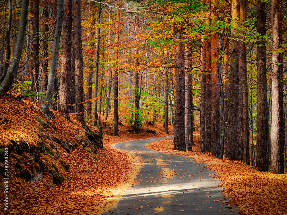 Obraz premium Quiet road during autumn season