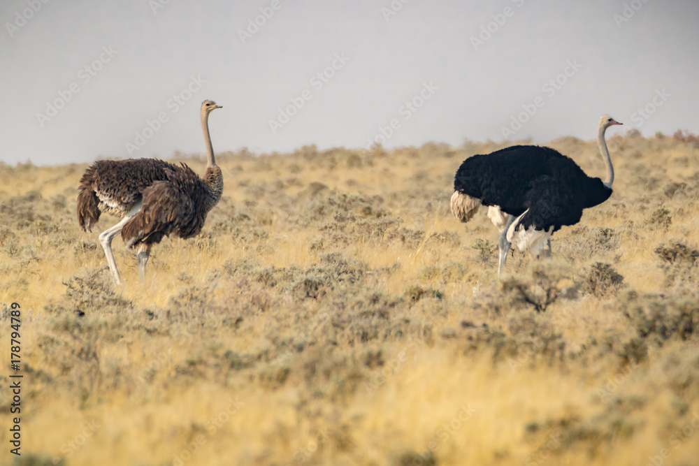 Naklejka premium Straußenpaar