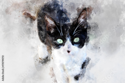 Fototapeta beautiful painting art watercolor cat looking to you