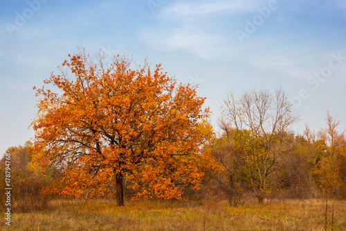 dry autumn oak tree among a prairies
