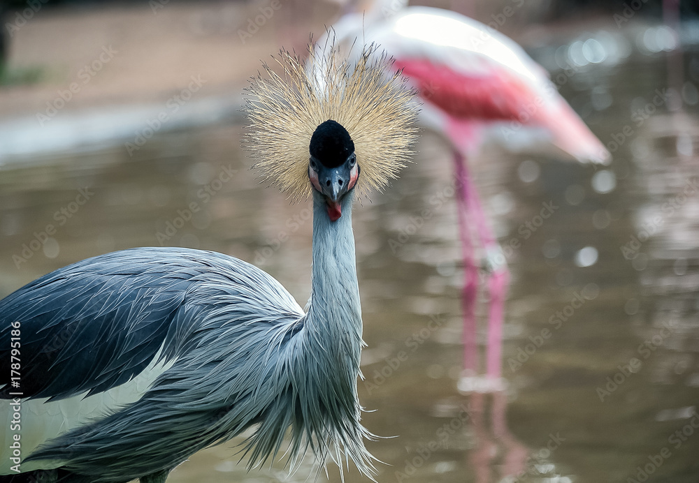 Fototapeta premium The exotic bird of the savannas of East Africa. Balearica pavonina. Crowned crane