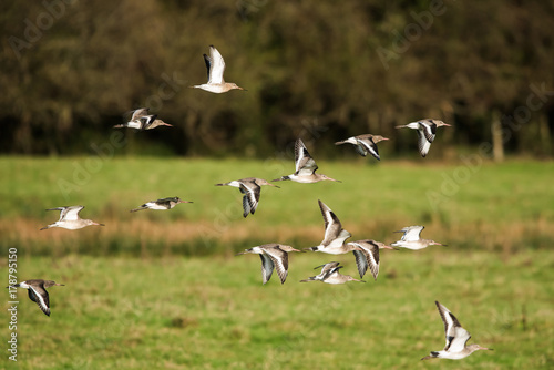 Bar-tailed Godwit  Limosa lapponica