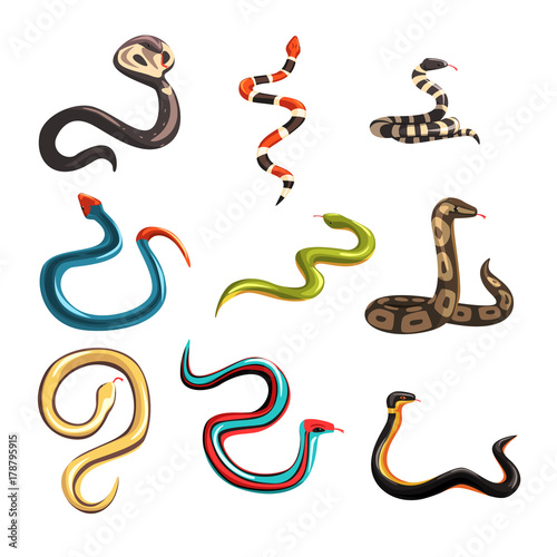 Colorful collection of various snakes