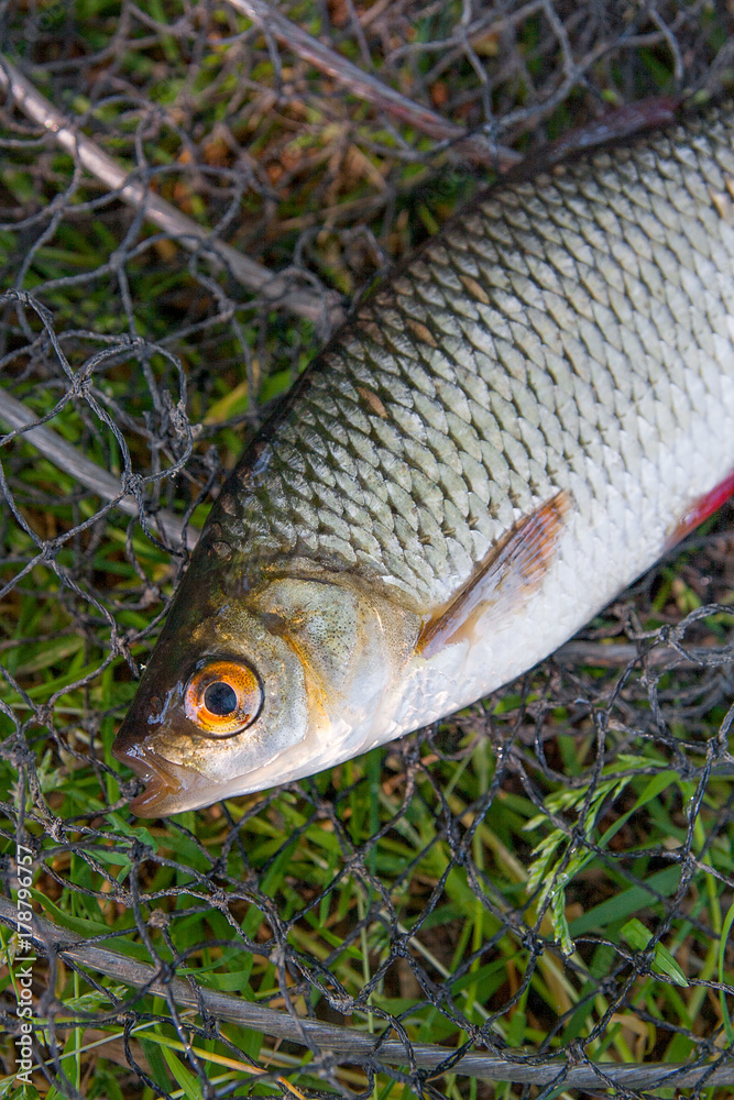 Close up view of two freshwater common rudd fish on black fishing net.. Close up view of two freshwater common rudd fish on black fishing net..