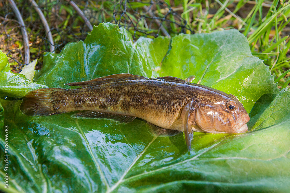 Close up view of freshwater bullhead fish or round goby fish just taken from the water on big green leaf.. Close up view of freshwater bullhead fish or round goby fish just taken from the water on big green leaf..