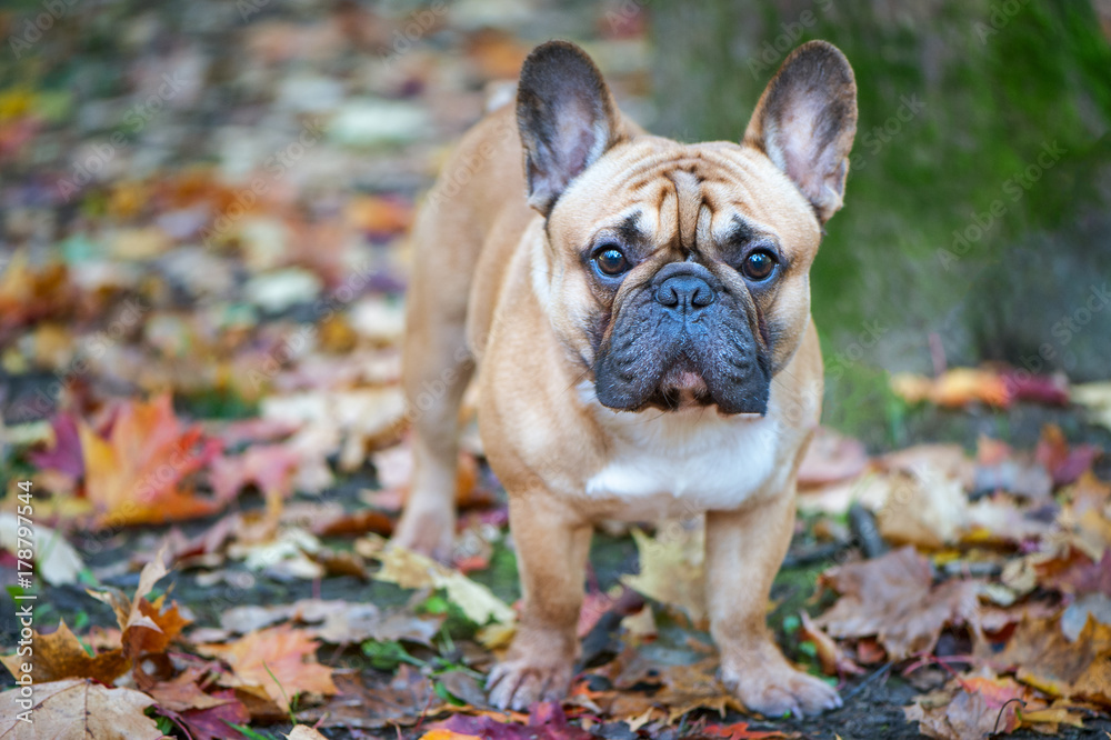 Dog, French Bulldog in the autumn park