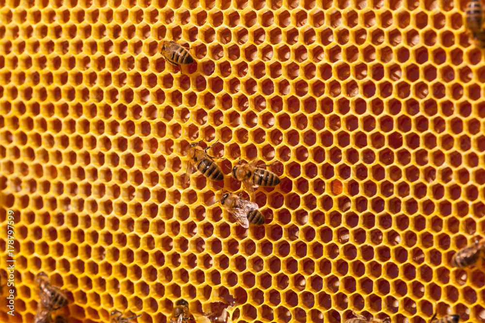 Bee honeycombs with honey close up, a natural background Bee honeycombs with honey close up, a natural background