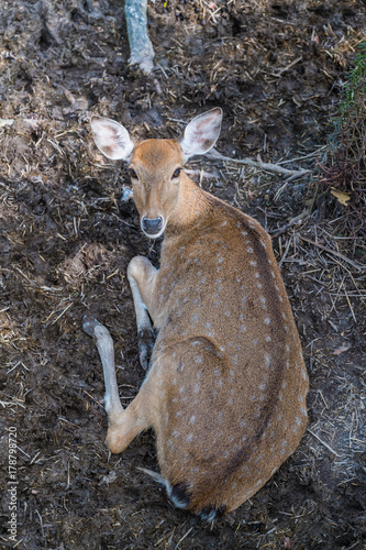 A Chital deer in suspicious stare photo